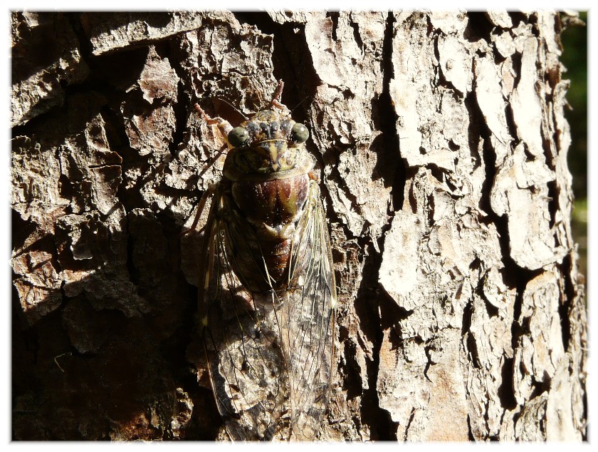 Cicala dal Gargano da determinare:Cicada orni